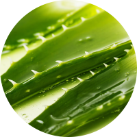 Aloe Vera Ingredient