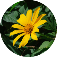 arnica-ingredient