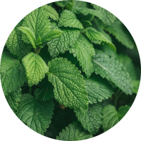 peppermint-ingredient